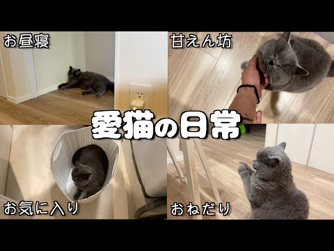 【日常】ennの愛猫モブくんの1日に密着したらYouTuberすぎた件についてwwww