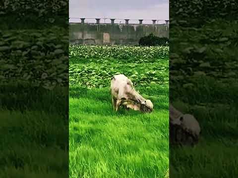 look so fresh my cow are eating grass #shorts #animals #cow #pets