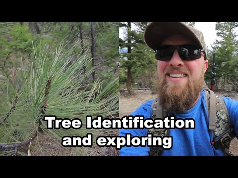 Tree Identification and exploring