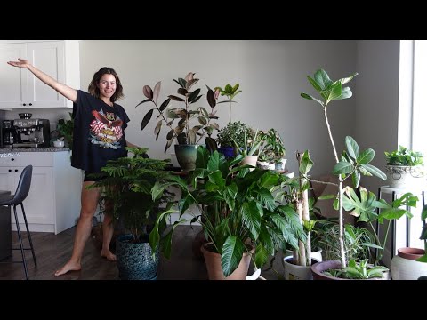 Let’s do some plant care things - repot & chat + hydrophobic soil on houseplants