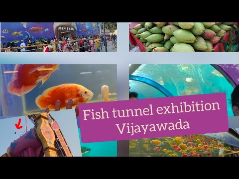 #Fish tunnel Exhibition Vijayawada #vijayawada fish tunnel exhibition #exhibition #Vijayawada