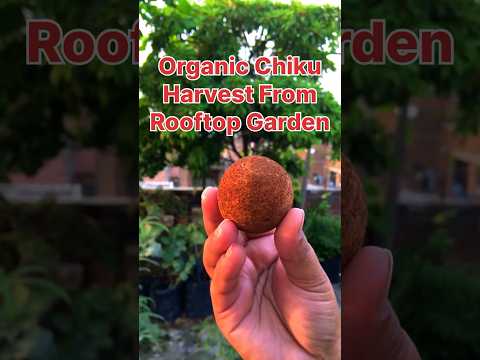 Chiku plant in pot #organic #youtubeshorts #garden #viralvideo #terracegarden #viralshorts #rooftop