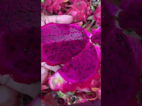 Harvesting dragon fruit at home kerala