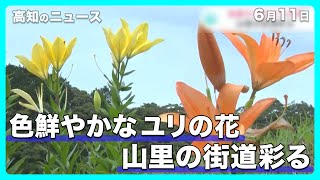 「夢ゆりの道」色鮮やかなユリの花が山里の街道彩る　6月下旬までが見ごろ