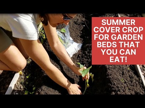 A Use No One Thinks Of When Growing Sweet Potatoes