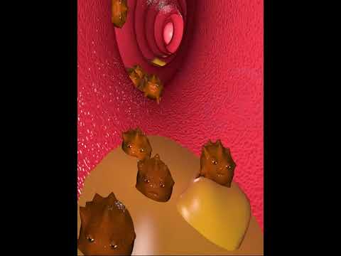 Digestive system- Bacteria in Large intestine (3D Animation)