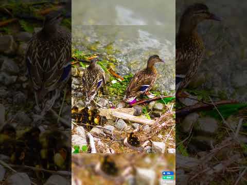 Duck Love #duck #ducklife #ducksofinstagram #ducks