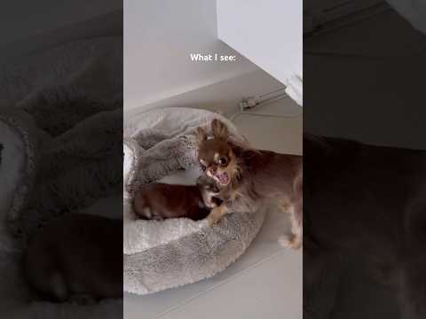 Cutest Puppy Transformation 😍🥹 / But chihuahuas are like forever puppies, right?? 🤎