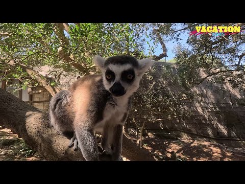 LLOC DE MENORCA Spain - Walking Tour , 4K 60fps City Walk - Travel Walk Tour - Best Zoo in Spain