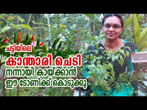 നിറയെ കാന്താരി മുളക് ലഭിക്കാന്‍ വളങ്ങൾ അടുക്കളയിൽ തന്നെ #StayHome #Plant #WithMe