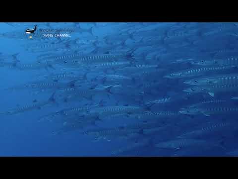 Sipadan school of barracuda