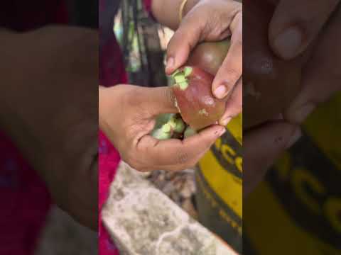 ഡ്രമ്മിൽ നട്ട ചാമ്പ കായ്ച്ചപ്പോൾ |. Chamba Live plant