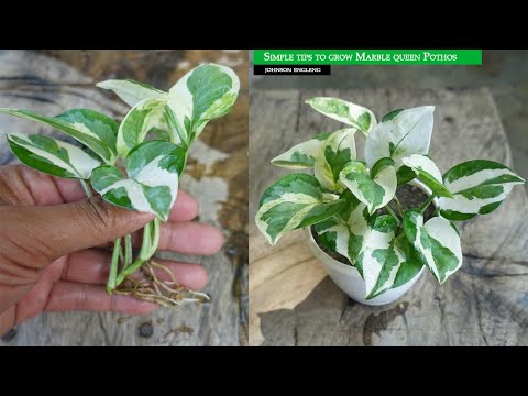 Propagation of Marble Queen from cuttings Very Easy Method