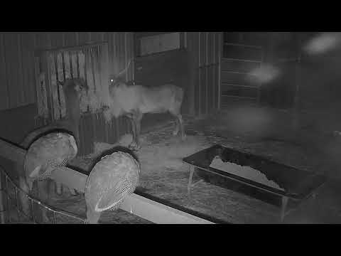 ReindeerCam Live Stream