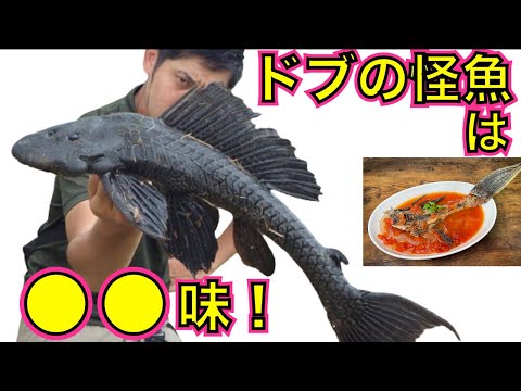 鎧をまとった外来魚「プレコ」を素手で乱獲して食べる【沖縄・マダラロリカリア】