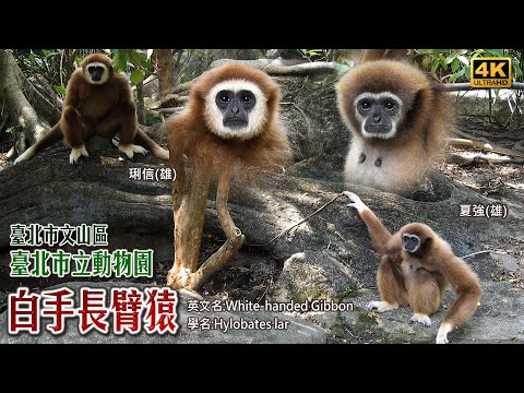 BiBi旅行者~白手長臂猿(臺北市立動物園)