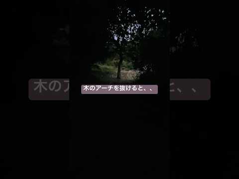 夜明け前の探検？