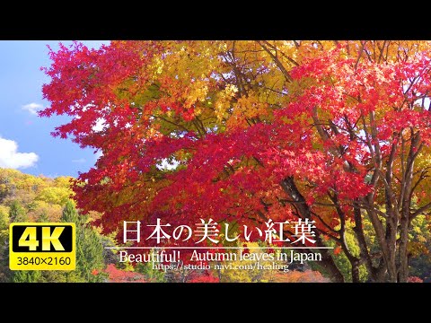 [4K] Soothing background music and beautiful Japanese autumn leaves VOL.2