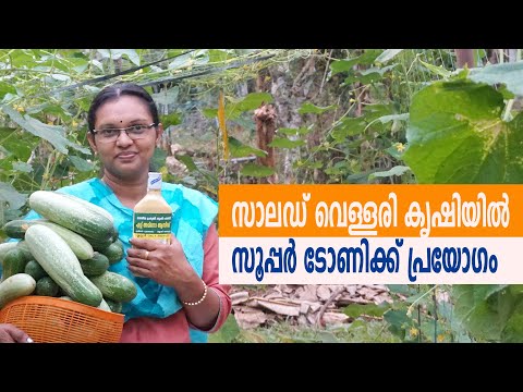 cucumber cultivation