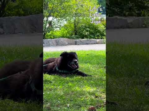 Sitting, playing, and wagging🐶😍 #doglover #animalfundub #shorts #viralvideo