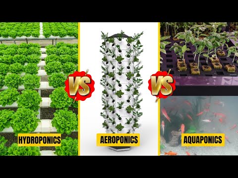 This INSANE Farming Method Grows MORE Food with LESS Water! Aeroponics vs Hydroponics vs Aquaponics