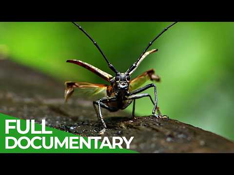 Wildest Indochina | Episode 1: Cambodia - The Water Kingdom | Free Documentary Nature