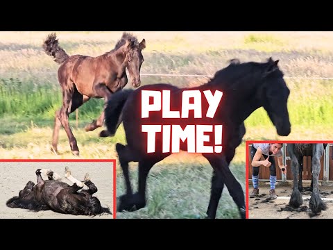 Colt or filly? Bird poops on me😩 Clip those legs. Food addicted ponies | Friesian Horses