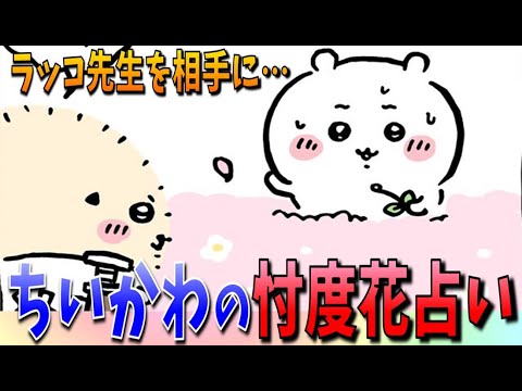 【ちいかわ】ちいかわによるラッコ先生の花占い！占いの結果やいかに…！【最新話感想考察】