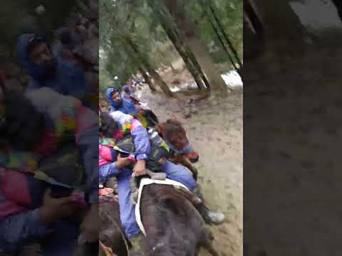 #shorts #short at kufri shimla horse riding at Kufri