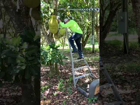 How to pick a jackfruit the easy way. #jackfruit #fruit #food #farmlife