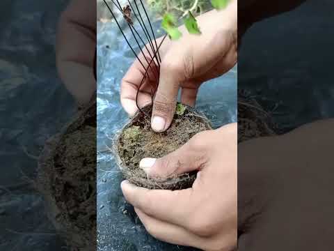 Reusing a coconut shell➤ propagate.#shots#reuse