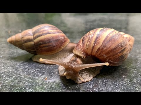 True face of snail