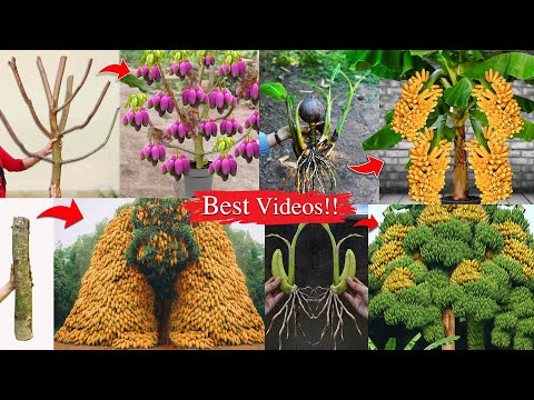 Best Videos : Unique Techniques Grafting Trees