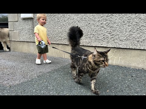 Adorable Baby Boy Walks His Cat! (Cutest Ever!!)