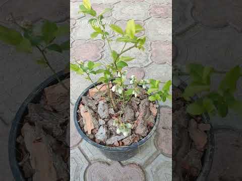 Blueberry plant #blueberry #plants #shorts