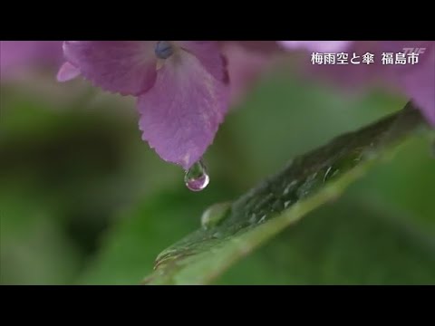 【映像】れいんどろっぷ～傘が舞う　福島【カメラめせん⑪】