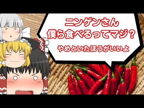 カプサイシンの話【ゆっくり解説】