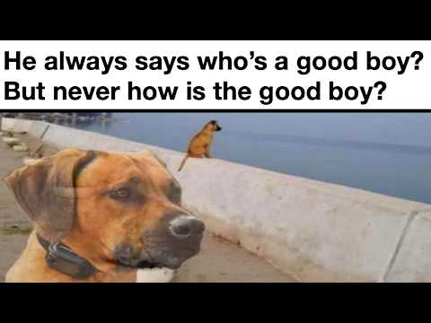 DOG MEMES