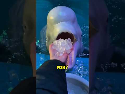 Why Do They Feed Beluga Whales Ice Cubes? #viral