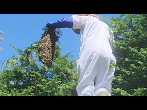 the largest honeybee swarm we had the pleasure of saving