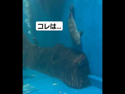 びっくりした―　#水族館 #魚