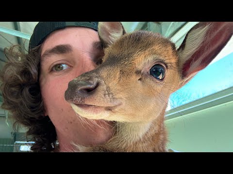 How to Catch and Cook Baby Deer