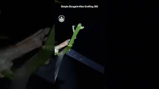 simple bougainvillea grafting 566 #grafting #howtografting #bougainvillea #sambungpucuk