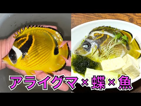 アライグマと蝶と魚のキメラ？がめちゃ美味い