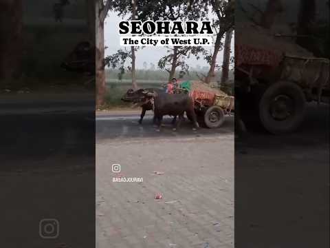 Seohara - The City of West U.P. #westuttarpradesh #seohara #bijnor #uttarpradesh #bullockcartvideo