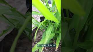 Ginger Plant | #shorts #shortsbetavideo