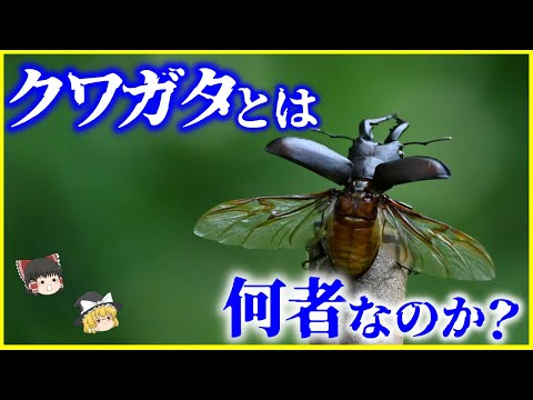 【ゆっくり解説】「クワガタ」とは何者なのか？日本と世界の珍しいクワガタたちを解説