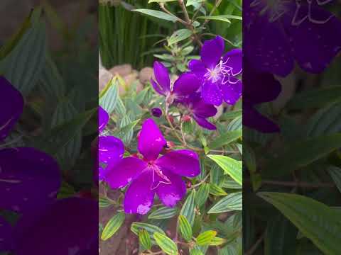 Purple myrtle flowers have bloomed