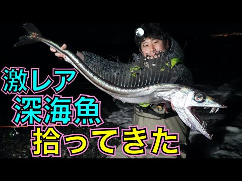 冬の砂浜では生きた深海魚を拾えます【ミズウオ拾い】【ワニトカゲギス、ヒレグロホテイエソ】