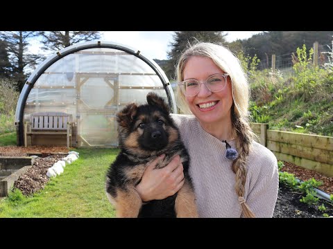 The Garden in March - Spring planting and a NEW PUPPY